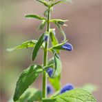 Enzian Salbei (Salvia patens)