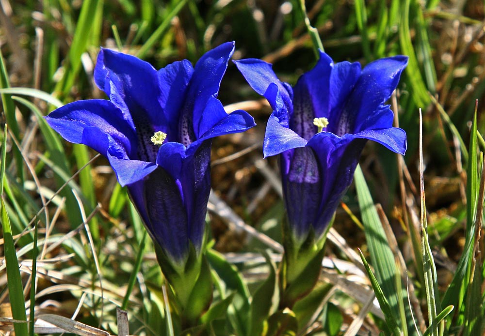 ENZIAN SO TIEF BLAU Foto & Bild | pflanzen, pilze & flechten, blüten