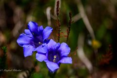 Enzian- und Frauenschuhblüte beim Ybbsursprung ...