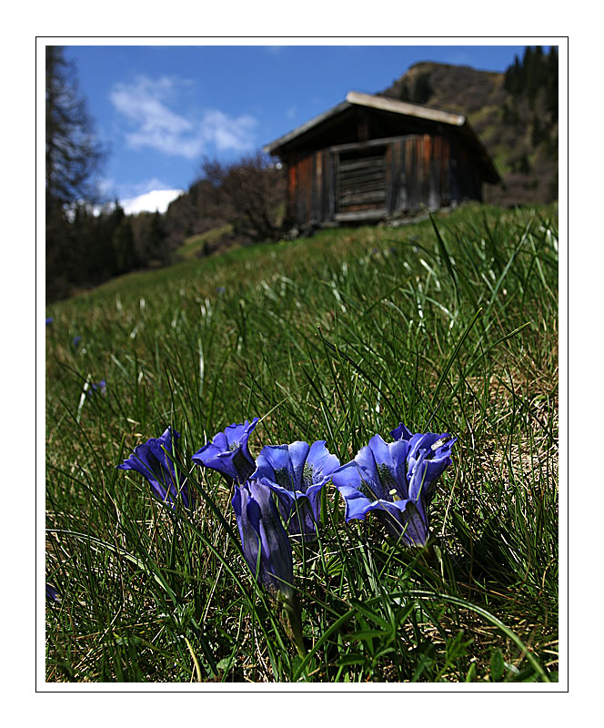 Enzian & Wiese & Hütte