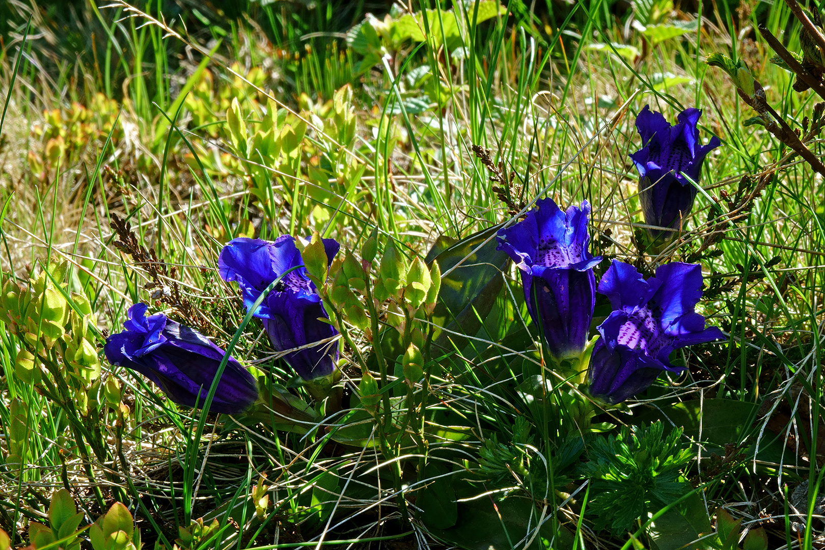 Enzian zwischen Licht und Schatten