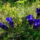 Enzian zwischen Licht und Schatten