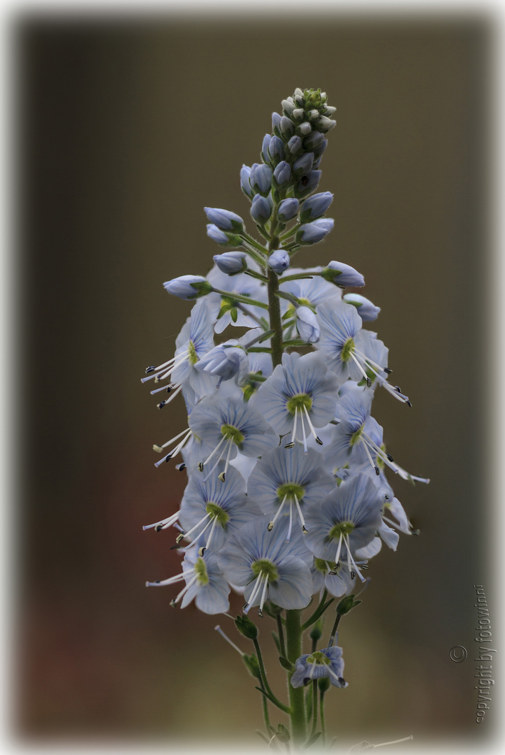 Enzianblättriger Ehrenpreis (Veronica gentianoides)