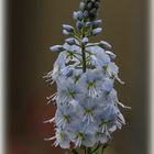 Enzianblättriger Ehrenpreis (Veronica gentianoides)