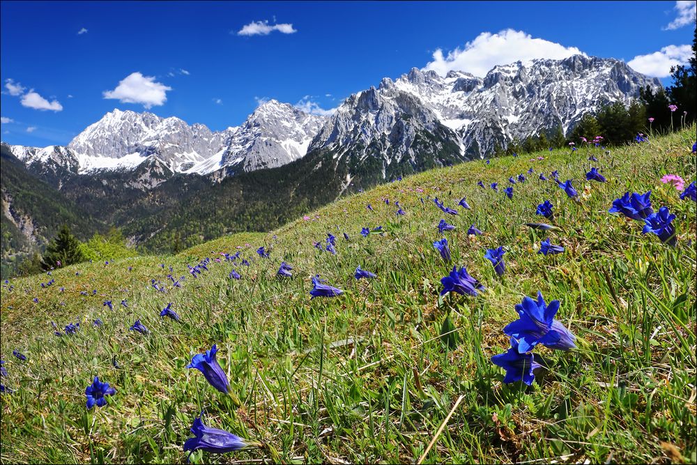 ~ ENZIANBLAU ~