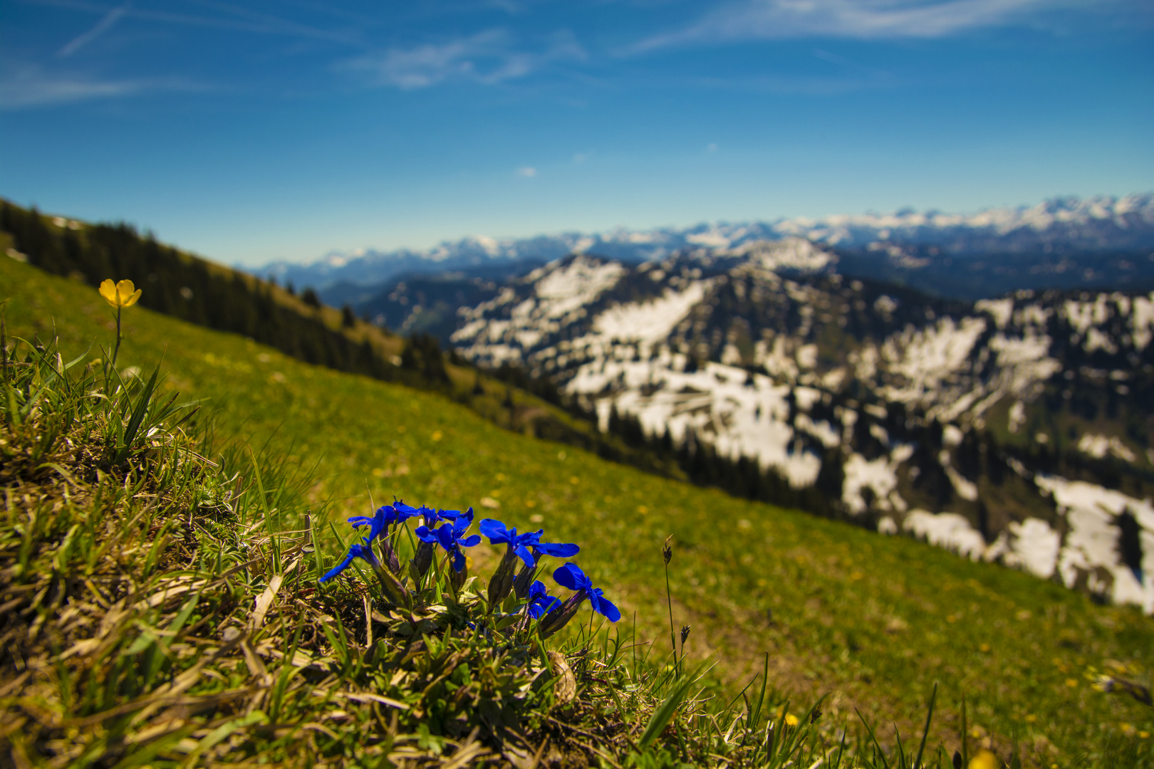 Enzianblüte