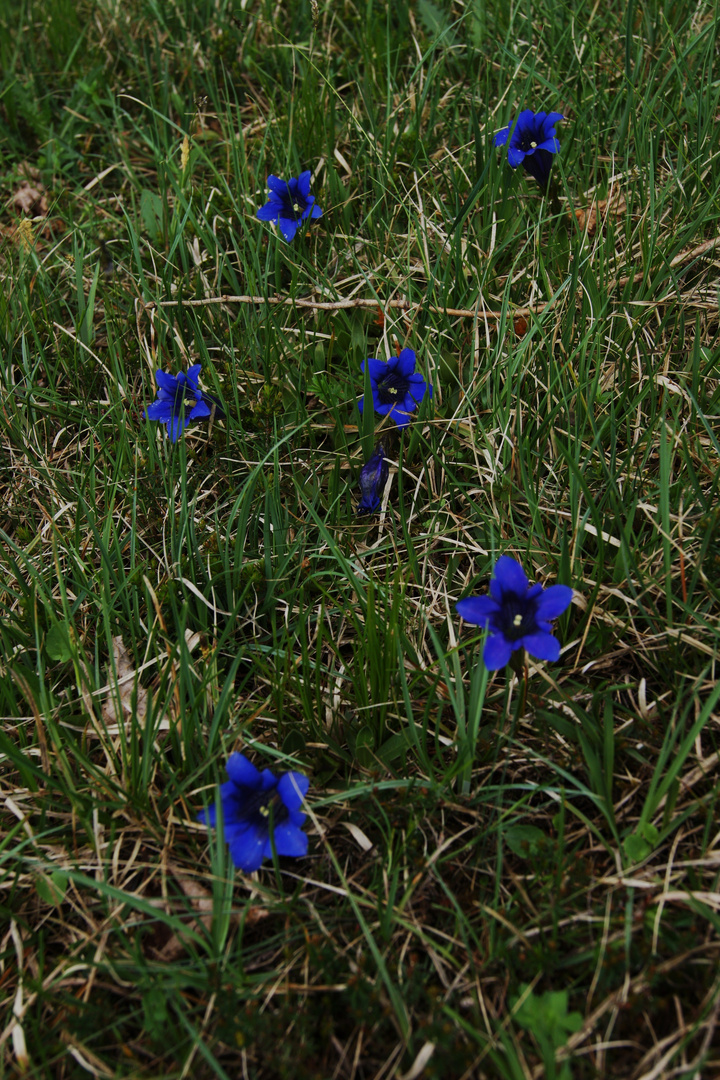 Enzianblüte auf meinem geheimsten Geheimplatzerl