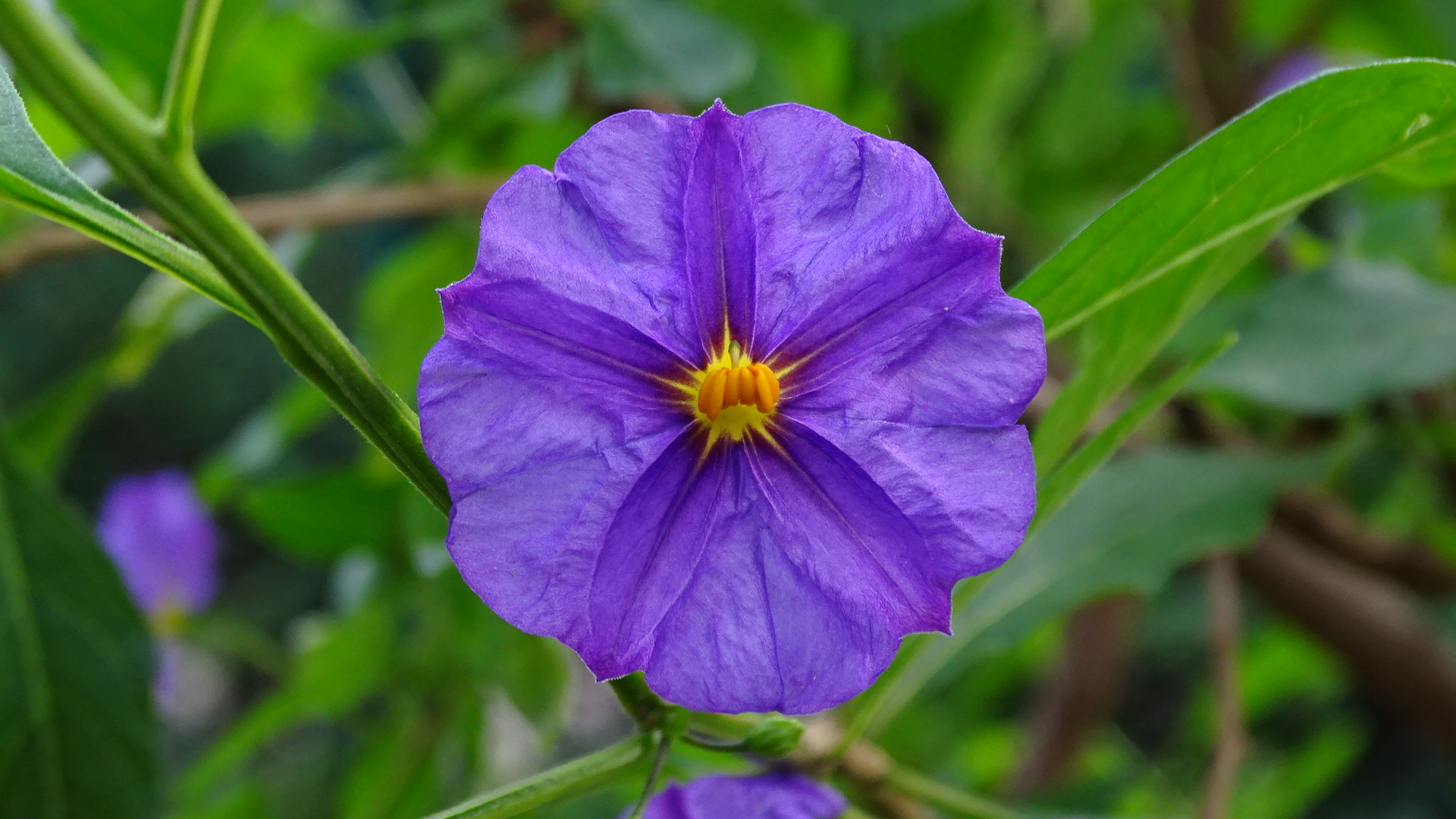 Enzianblüte bzw. Kartoffelblume