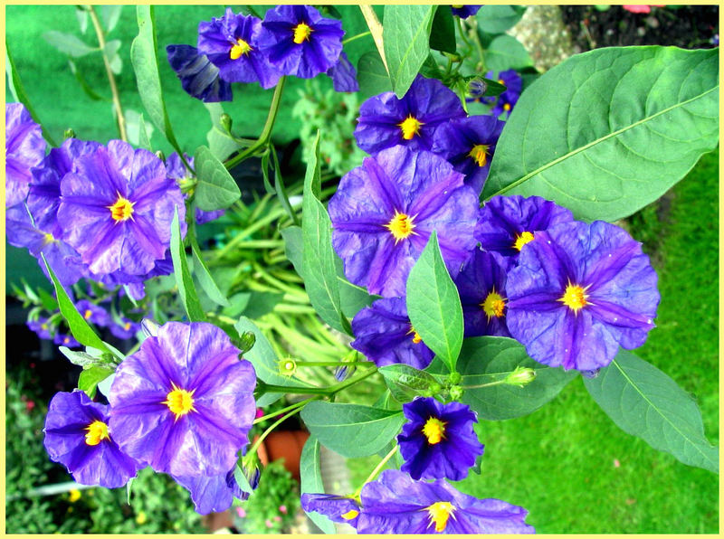 Enzianblüten aus Gerda`s Garten