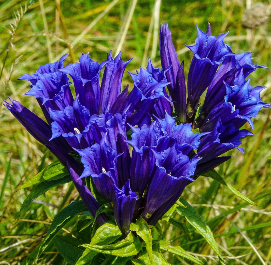 Enzianblüten im Kleinwalsertal 