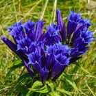 Enzianblüten im Kleinwalsertal 