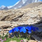 Enziane im Hochgebirge