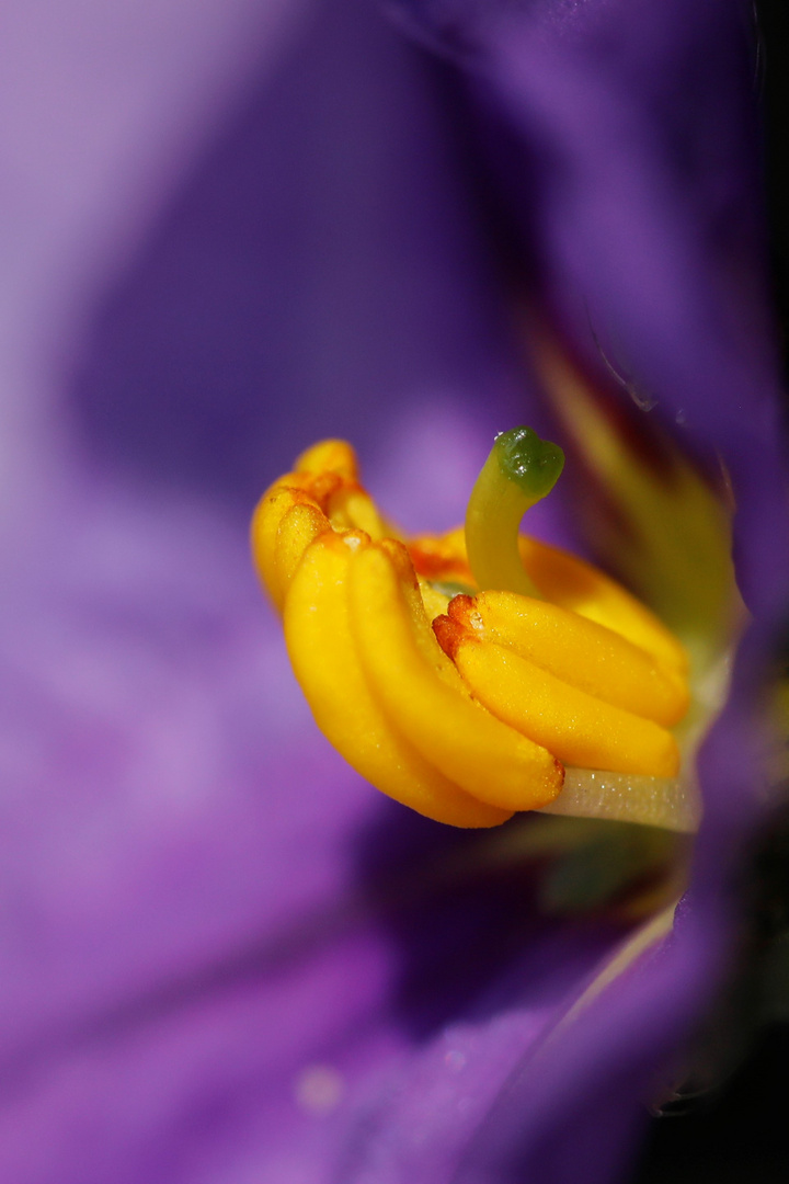 Enzianstrauch Blüten Stempel