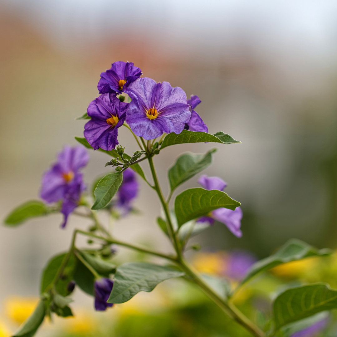 Enzianstrauch - Lycianthes rantonnetii