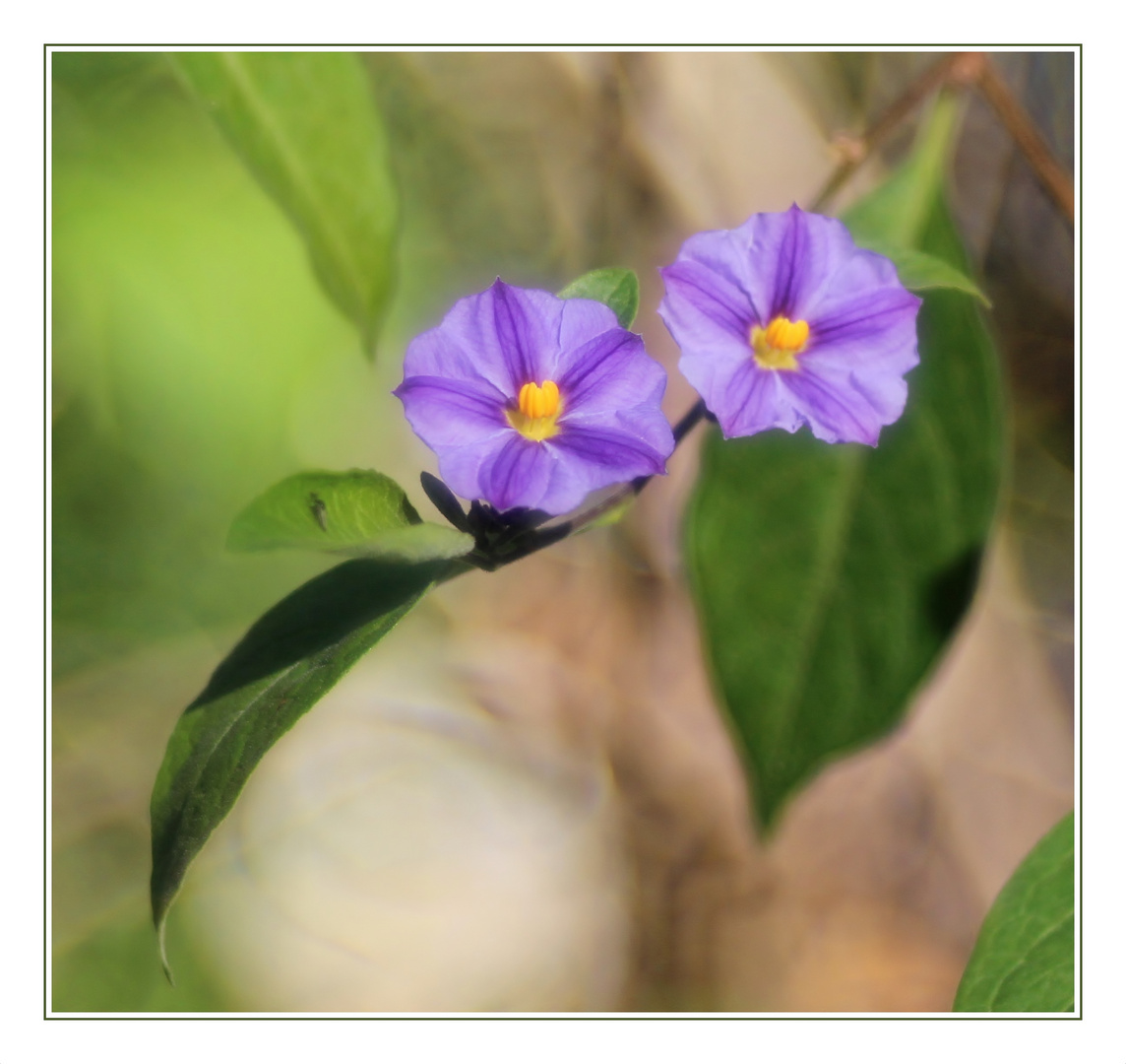 Enzianstrauch (Lycianthes rantonnetii).