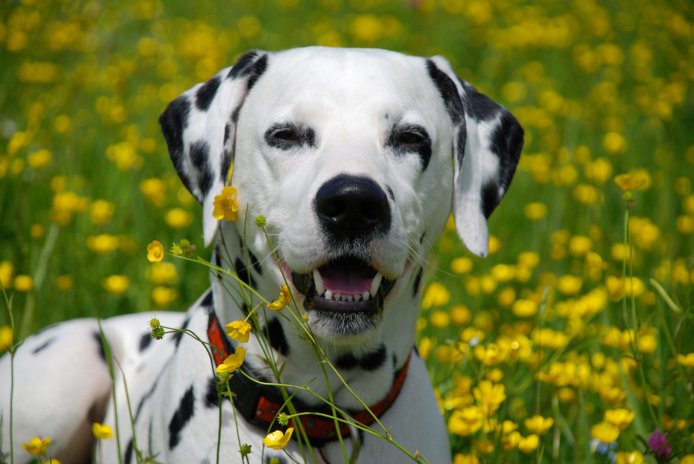 Enzo im Blumenmeer