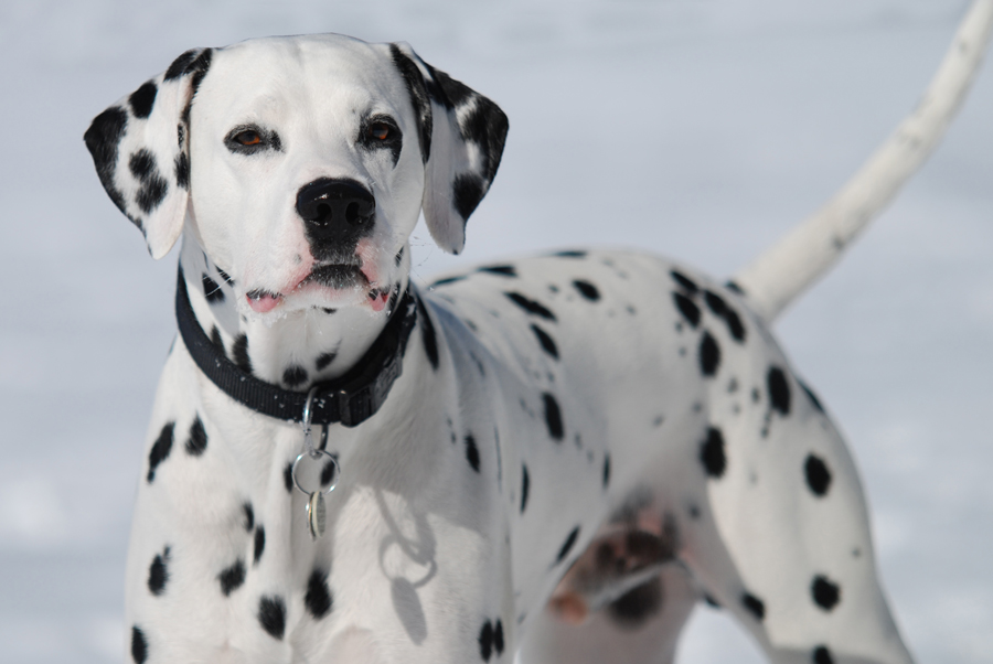 Enzo im Schnee