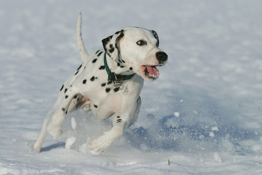 Enzo im Schnee