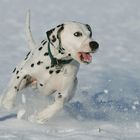 Enzo im Schnee