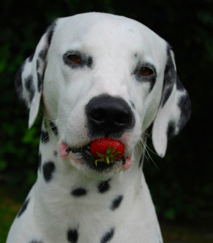 Enzo mit Erdbeere