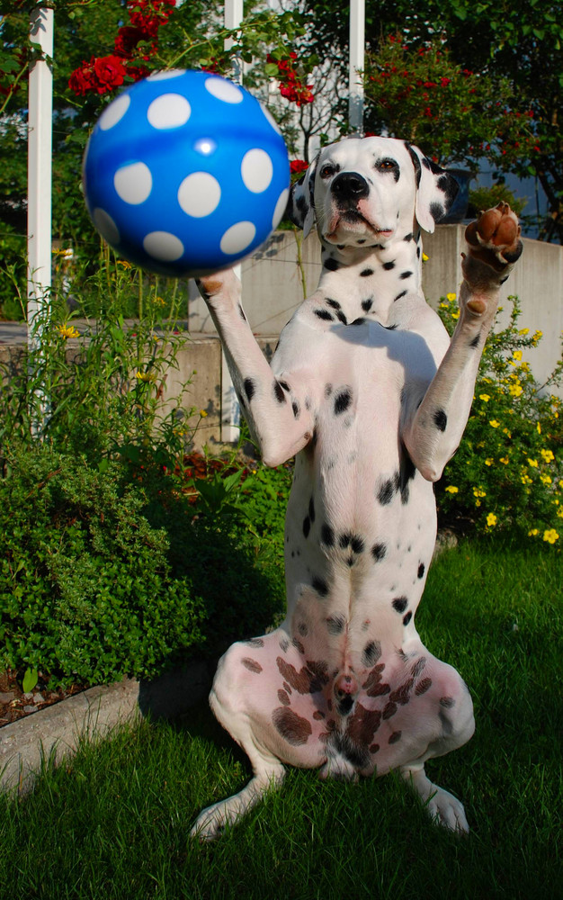 Enzo spielt Ball