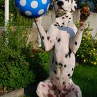 Enzo spielt Ball