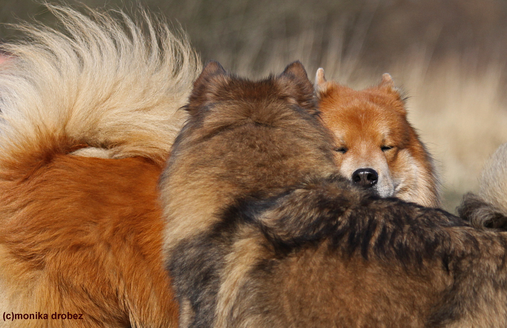 ...Enzo und Mama Carry...