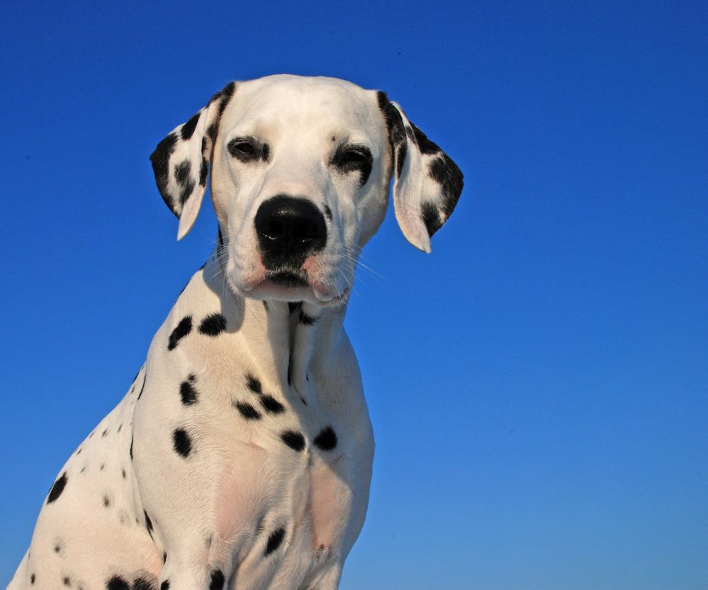 Enzo vor Blau