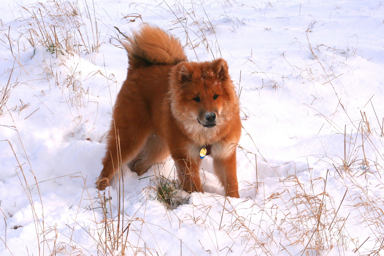 ENZOS erster Schnee! :-)