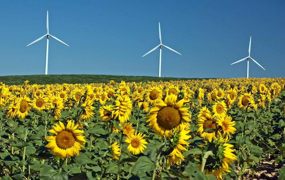 Eole et les tournesols