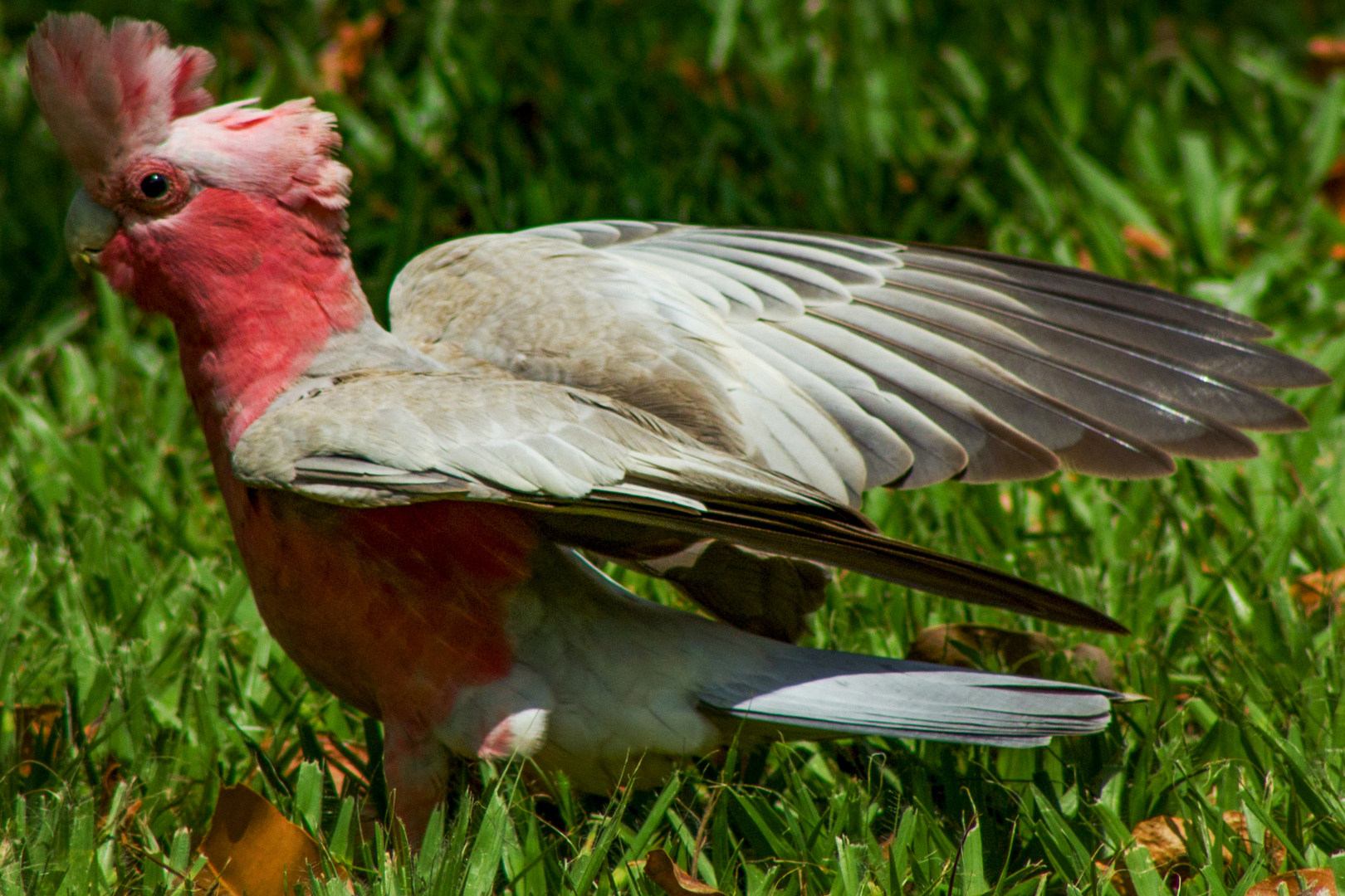 Eolophus roseicapilla