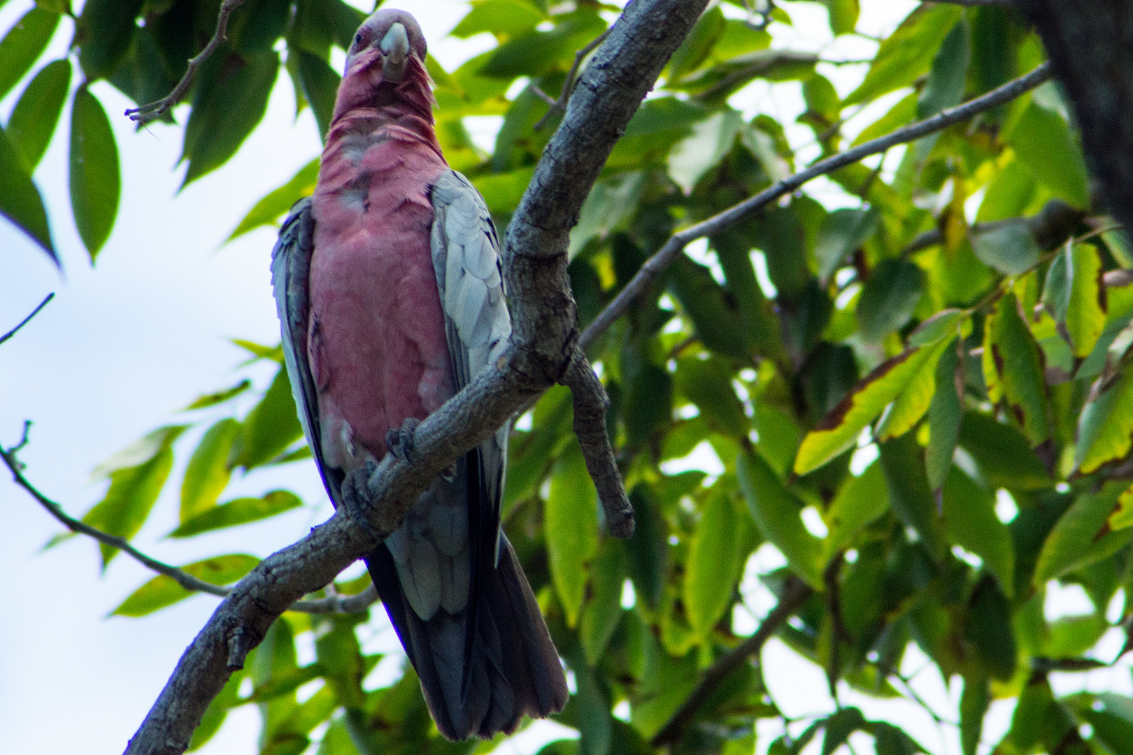 Eolophus roseicapilla