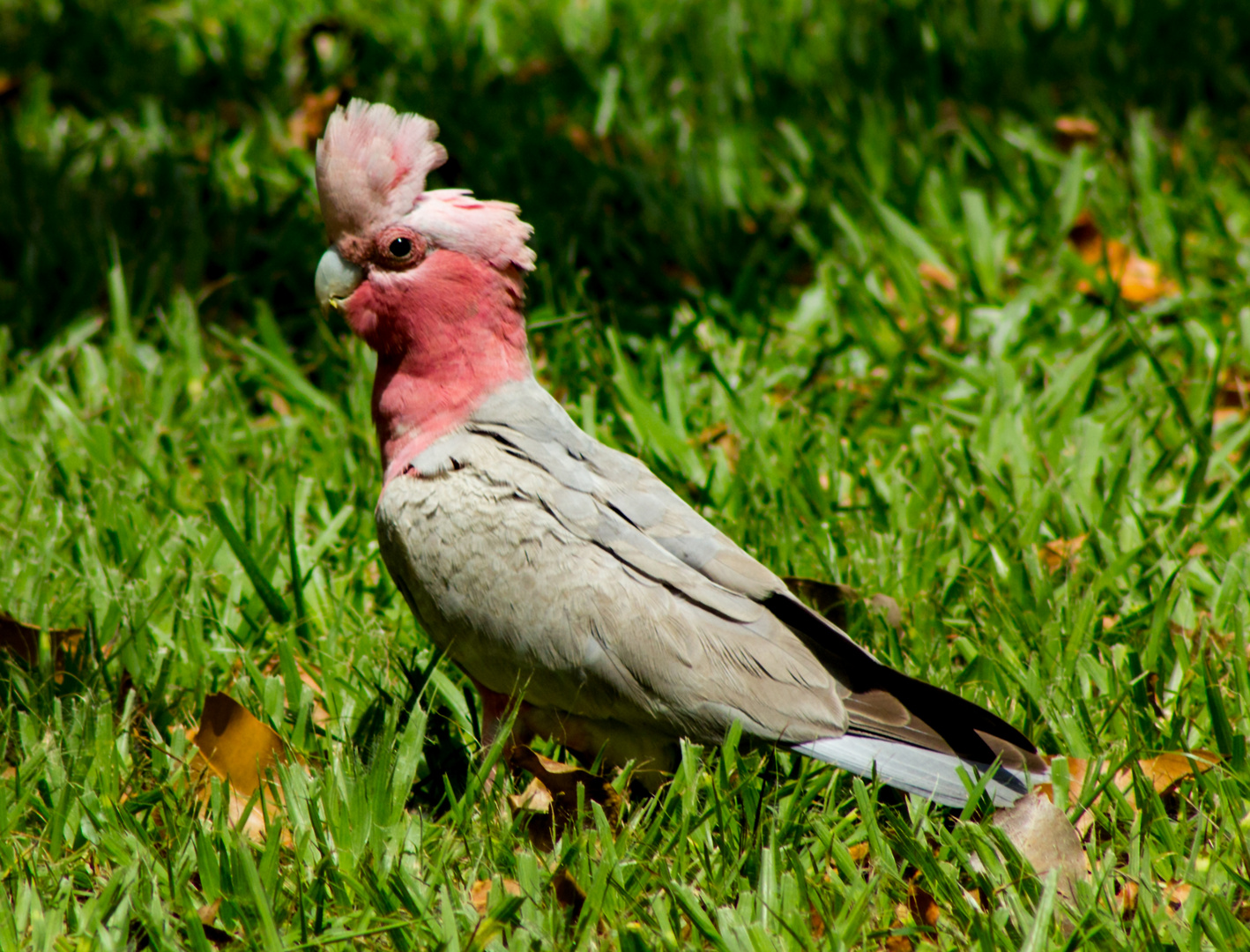 Eolophus roseicapilla