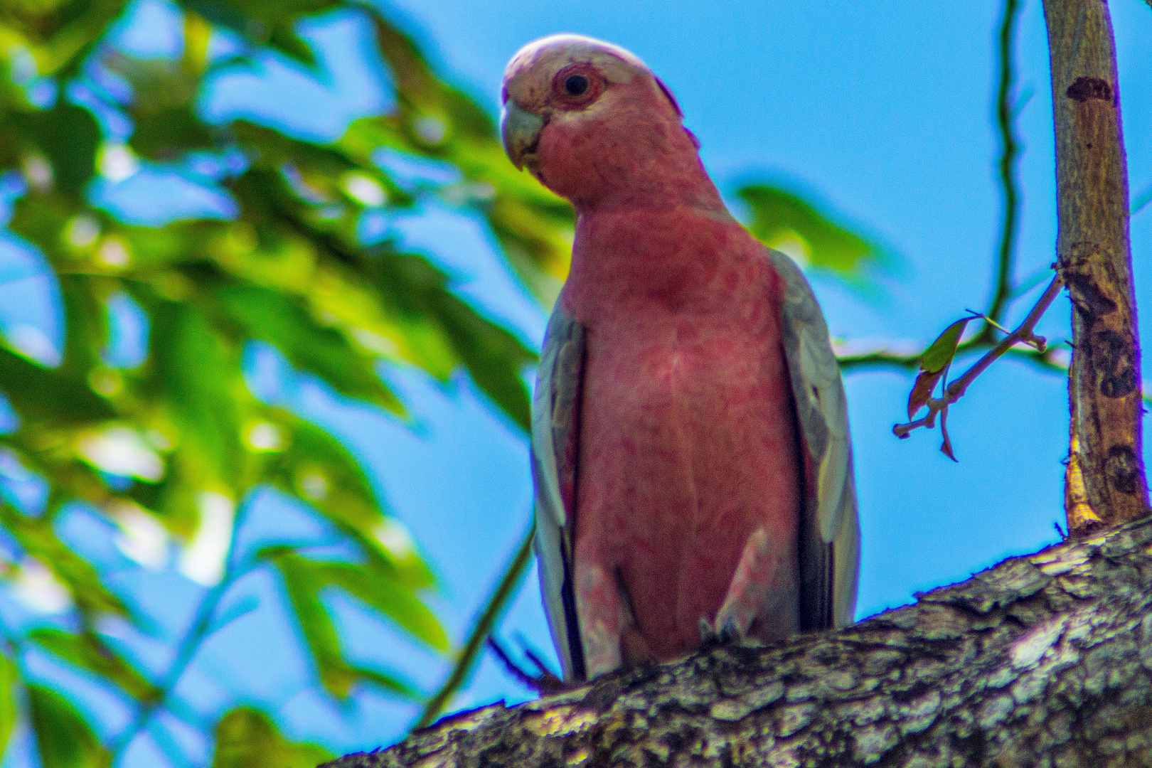 Eolophus roseicapilla