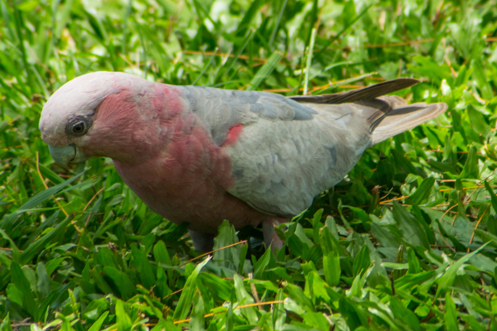 Eolophus roseicapilla