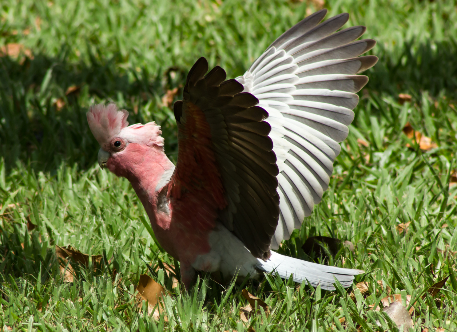 Eolophus roseicpilla