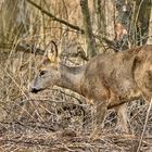 EOS discovers female deer (2)