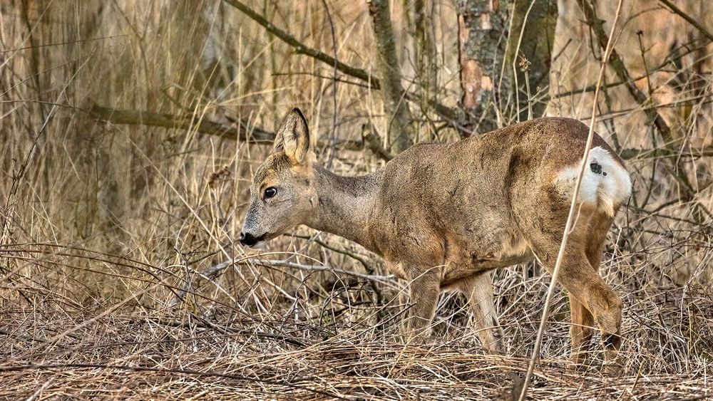 EOS discovers female deer (2)