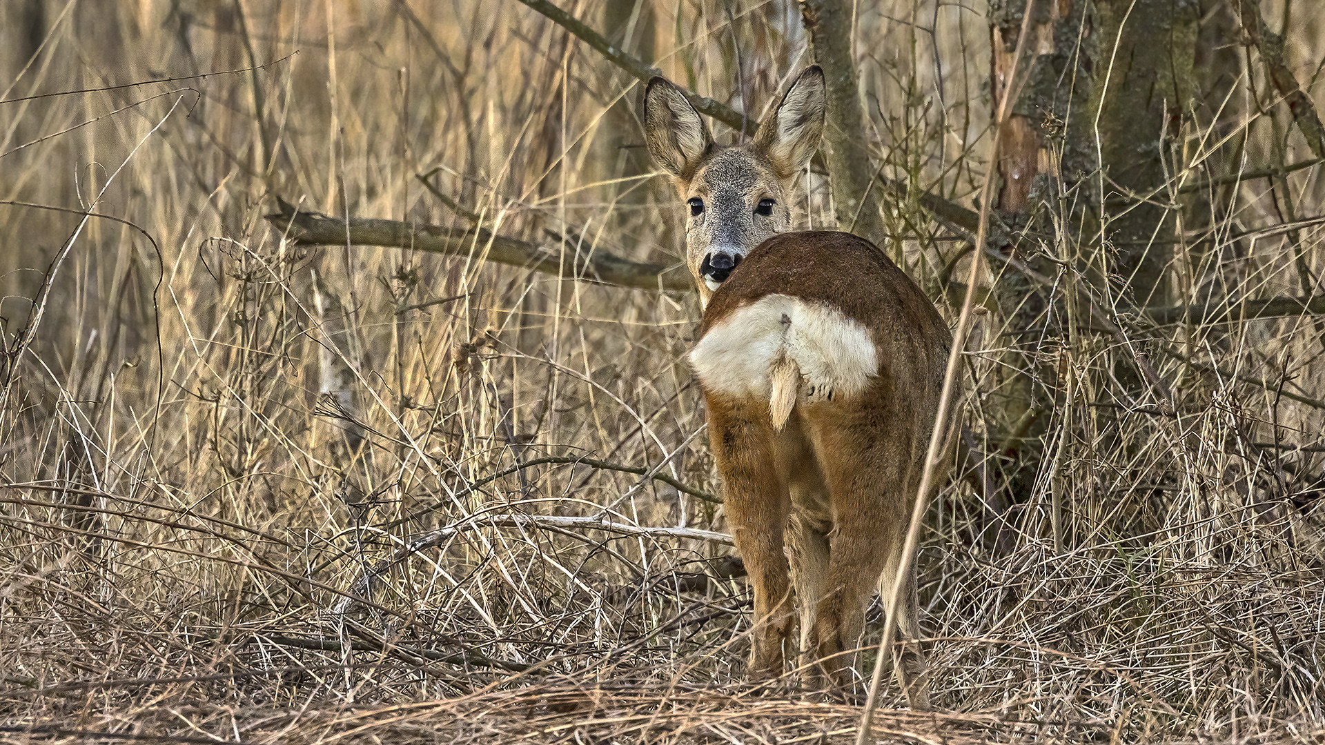 EOS discovers female deer