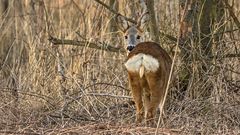 EOS discovers female deer