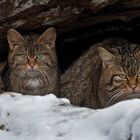 EOS discovers hidden WILDCATS