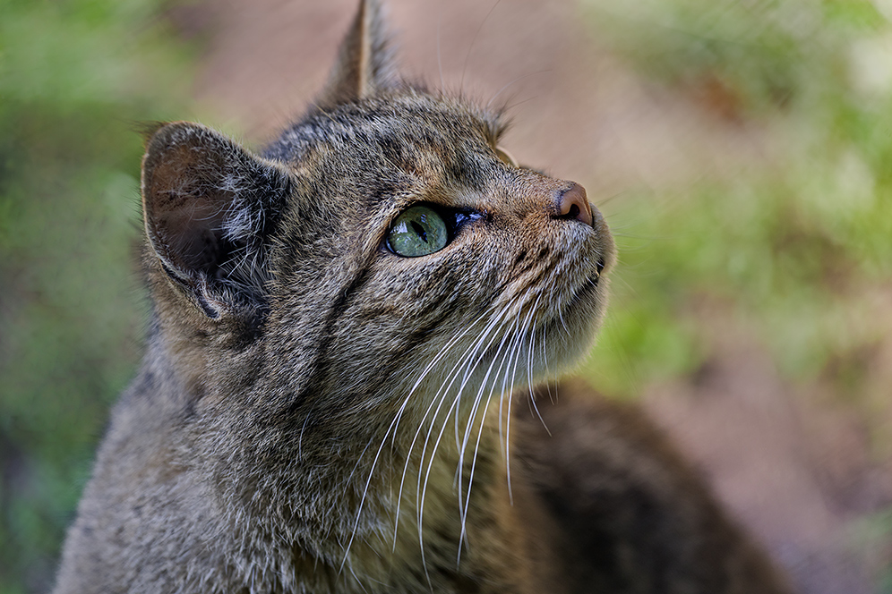 EOS meets WILDCAT (EUROPEAN WILDCAT 18)