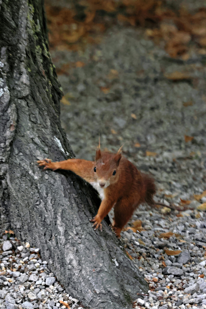 EOS R7_Neugieriges Eichhörnchen