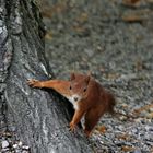 EOS R7_Neugieriges Eichhörnchen