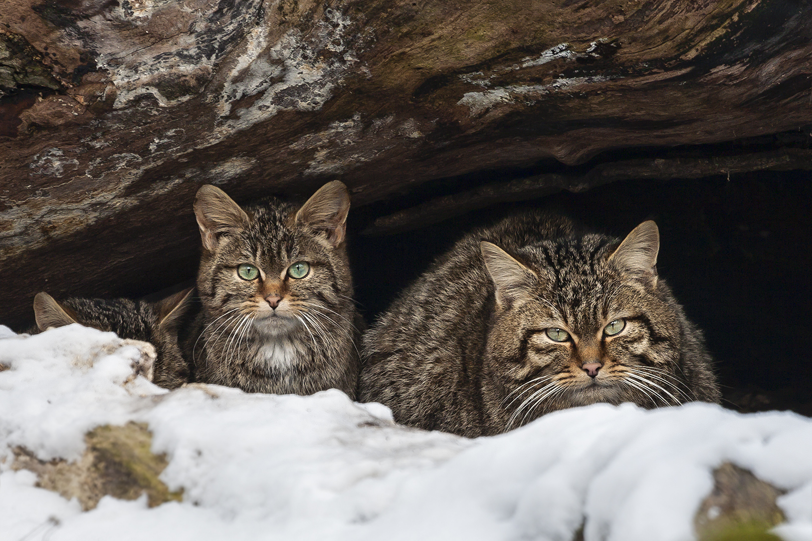 EOS spotting wildcat cave