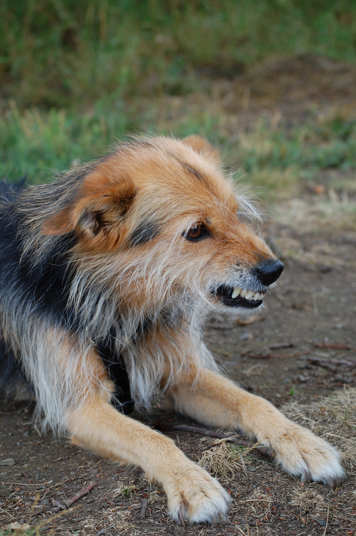 Eowyn, kleiner Hund ganz groß