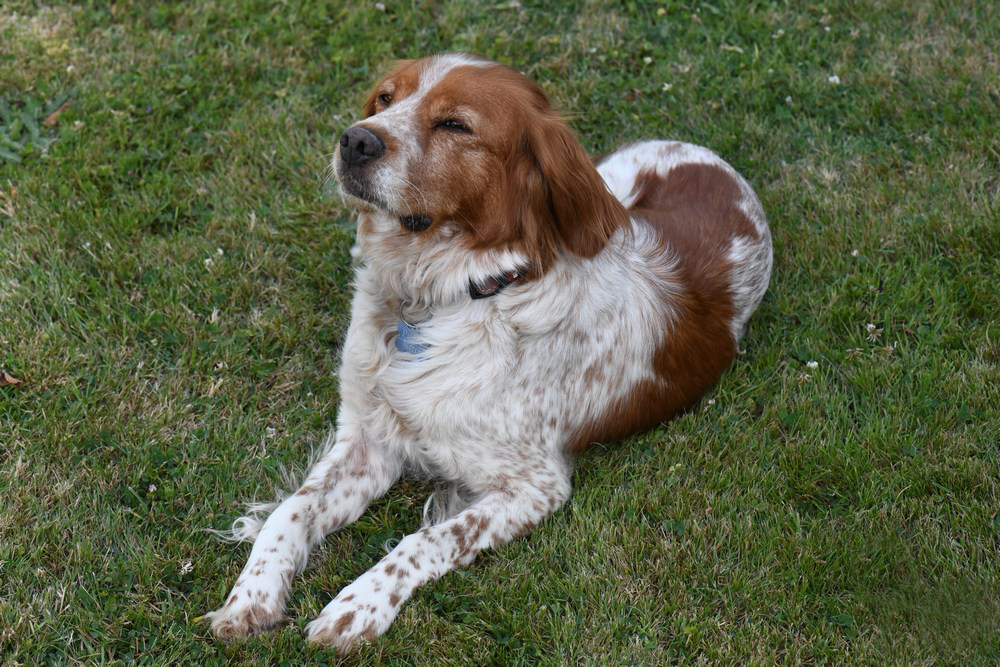 Epagneul Breton Photo Et Image Animaux Animaux Domestiques Chiens Images Fotocommunity