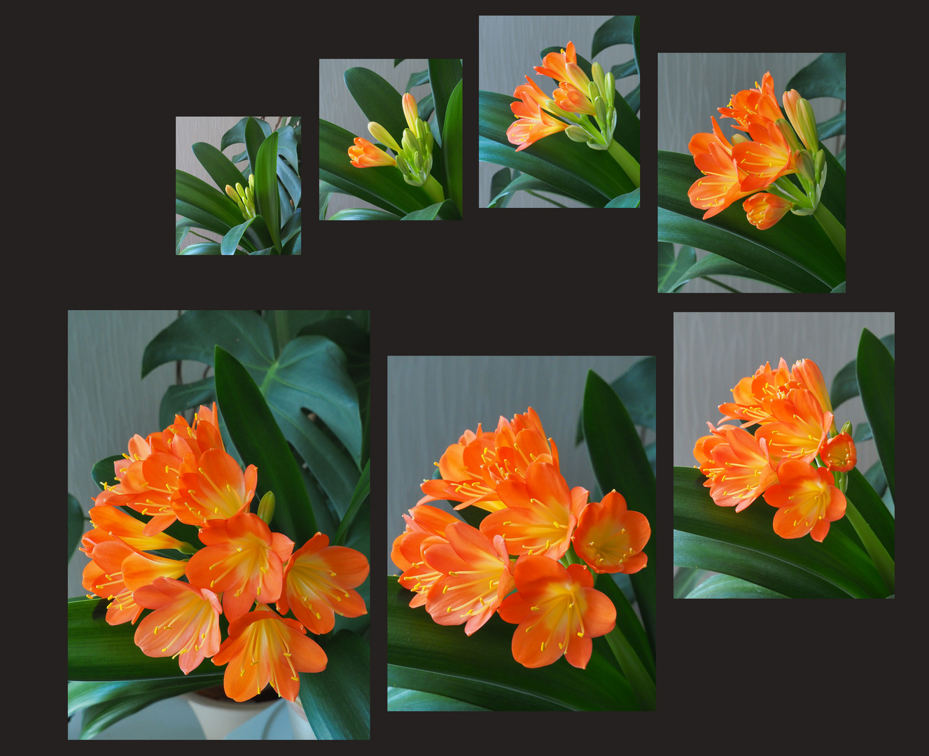 Epanouissement de la Clivia miniata