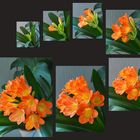 Epanouissement de la Clivia miniata