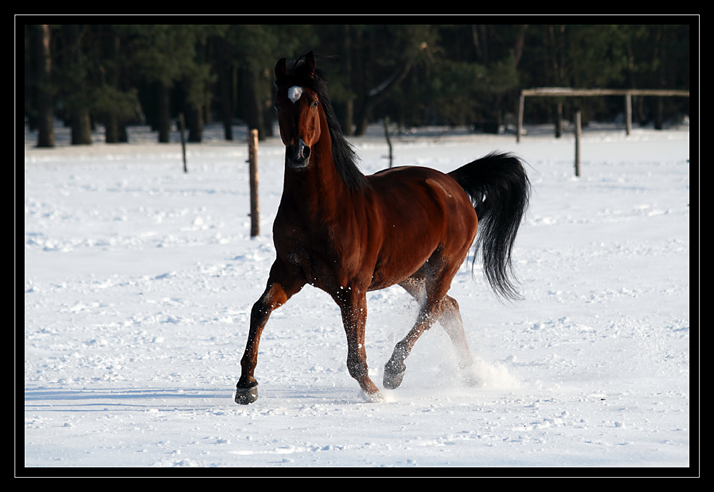 Eparol, the Arabian horse